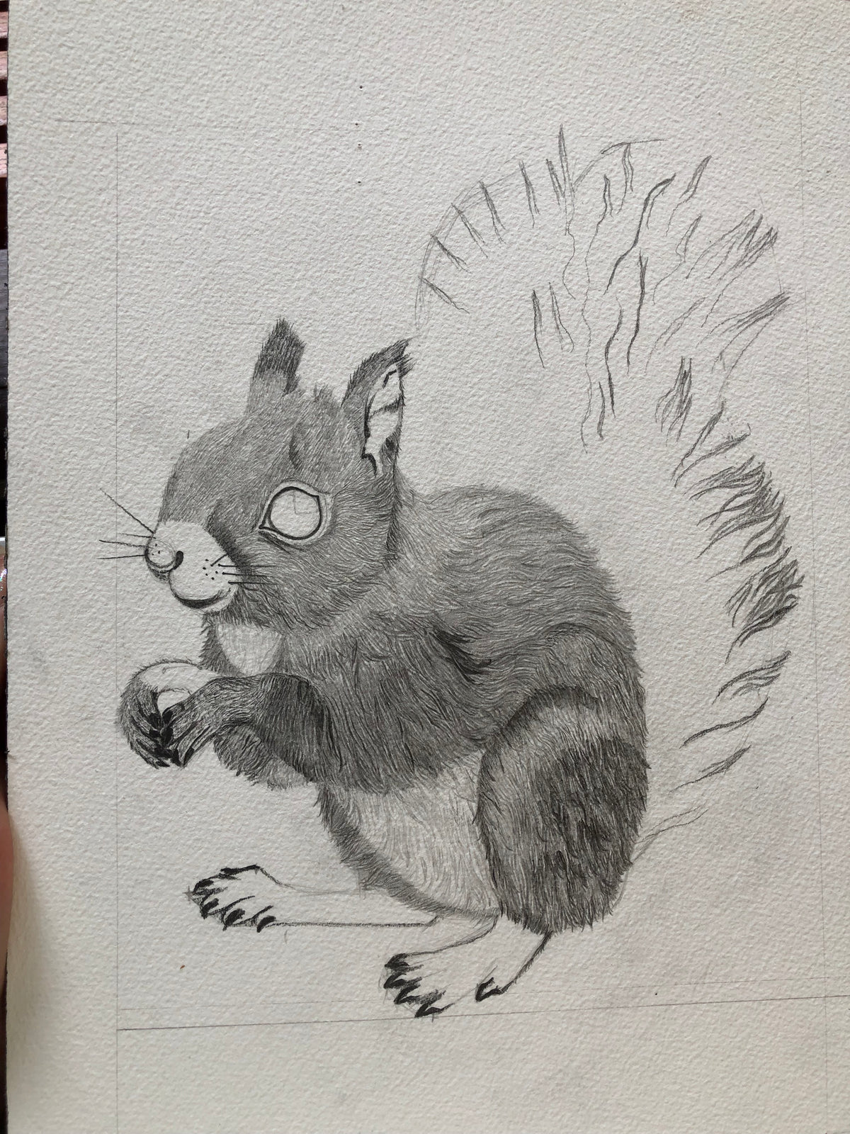 Fine Art Print Squirrel - Limited Edition