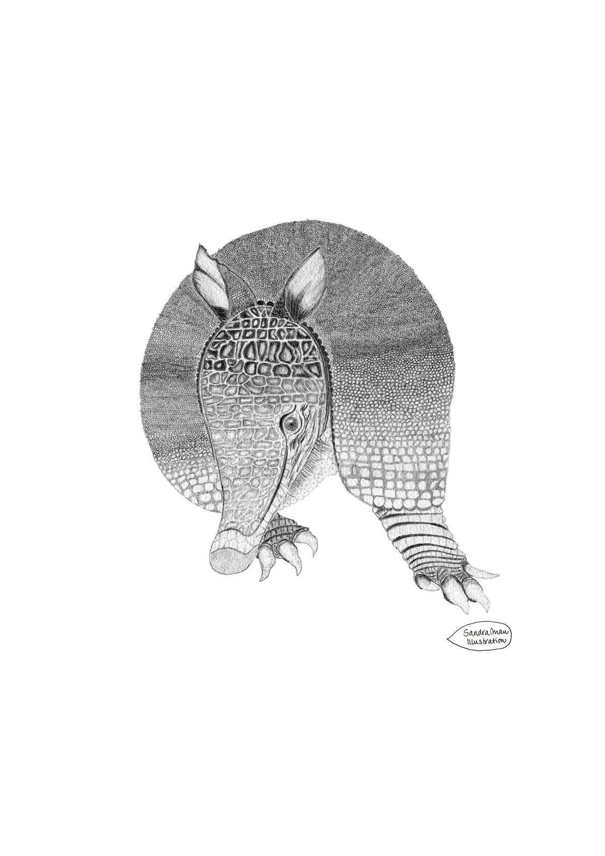 Poster Print Gautier, the Armadillo from Kathmandu