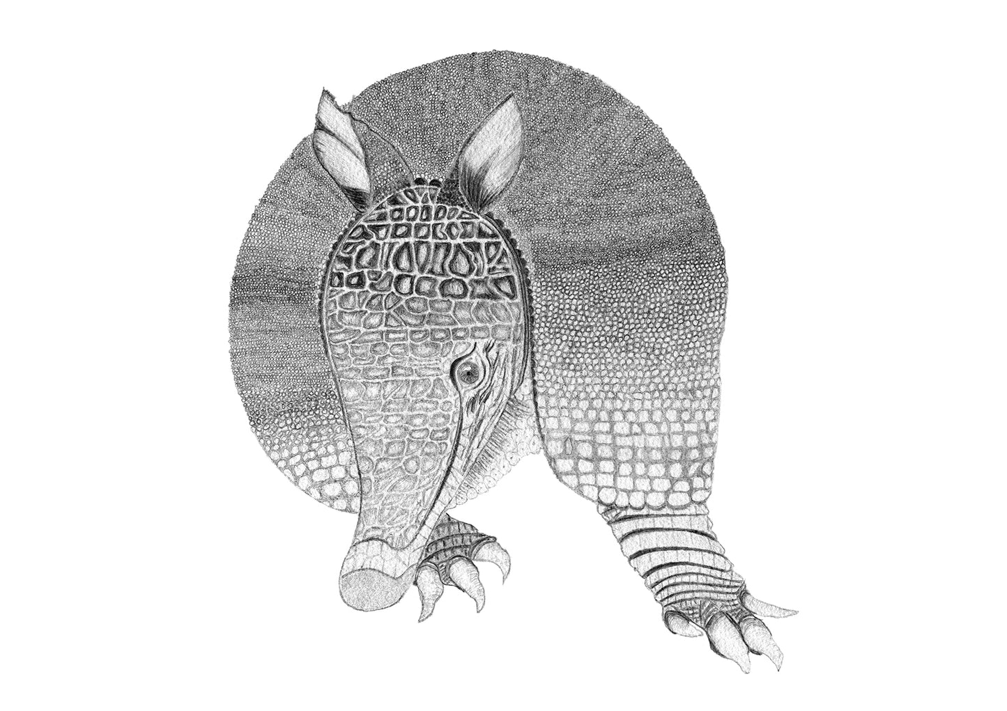 Gautier, the Armadillo from Kathmandu