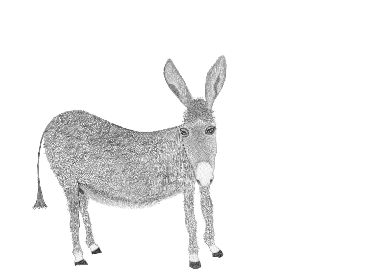 A Donkey for Dedee