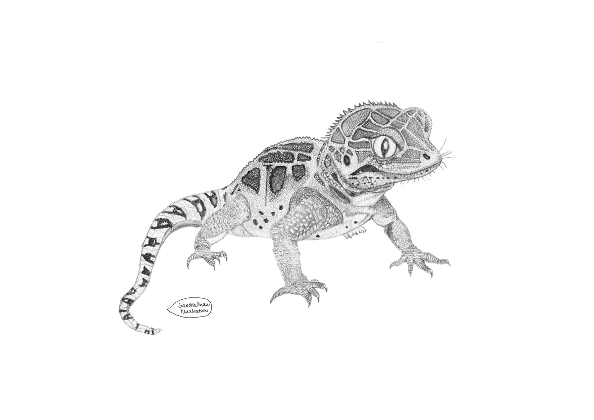 Poster Print Gecko by the Pool
