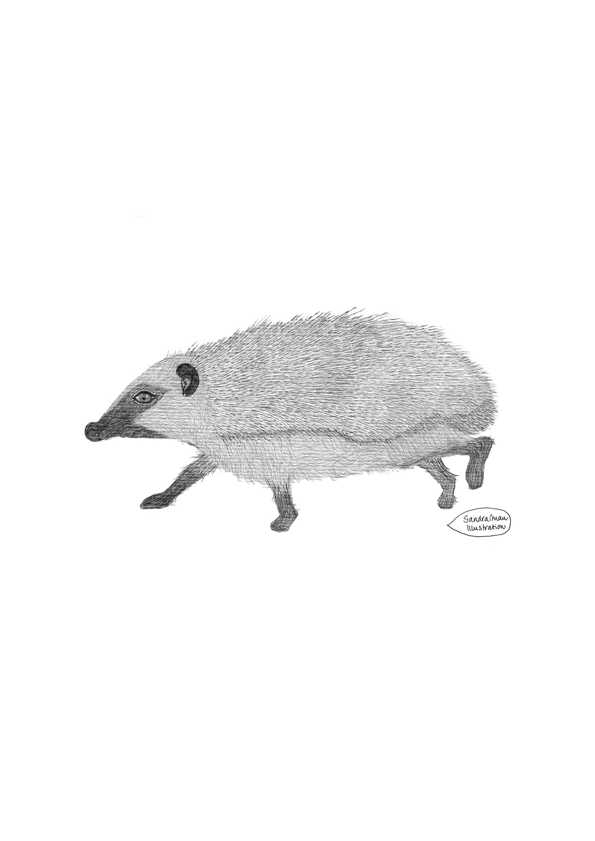 Poster Print The Hedgehog in Varna