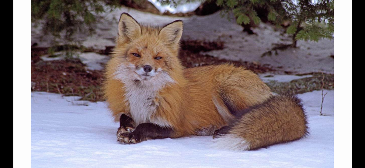 Fine Art Print Cache Valley Fox - Limited Edition