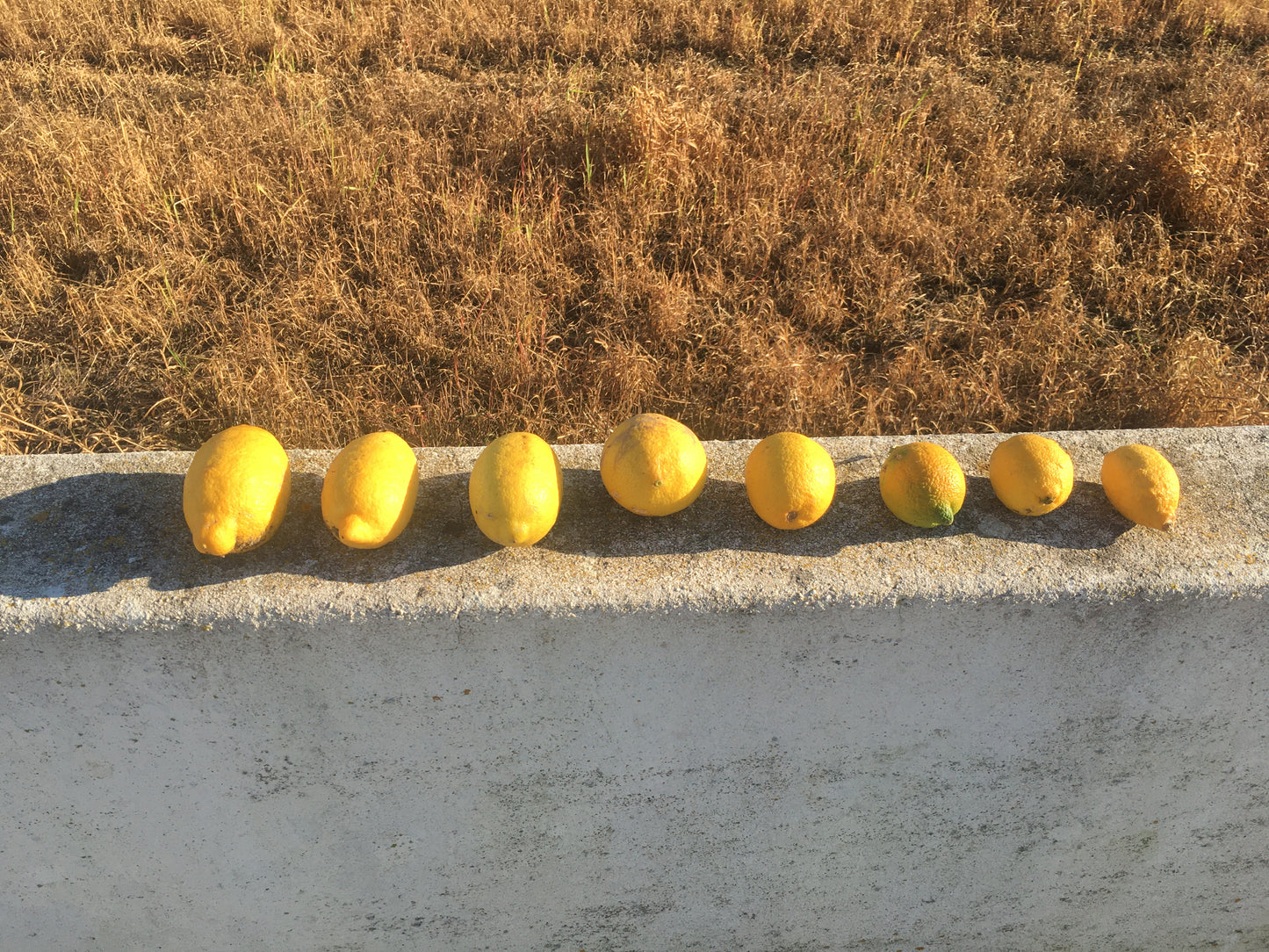 Lemon Harvest