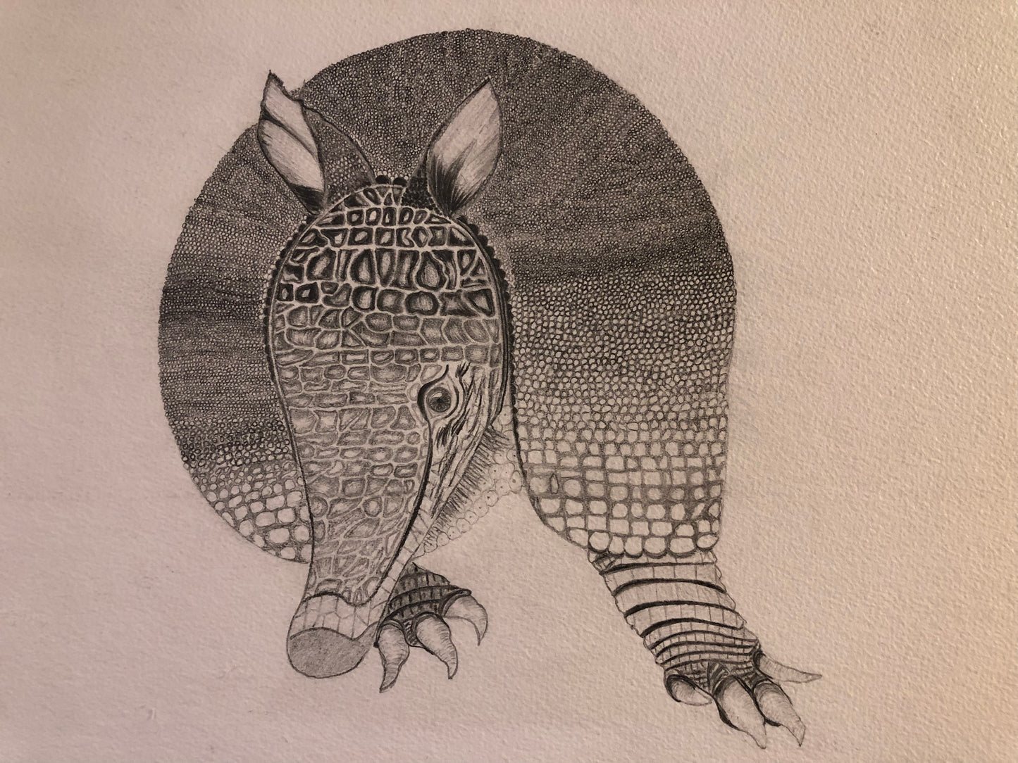 Tea Towel - Geschirrtuch - Gautier, the Armadillo from Kathmandu