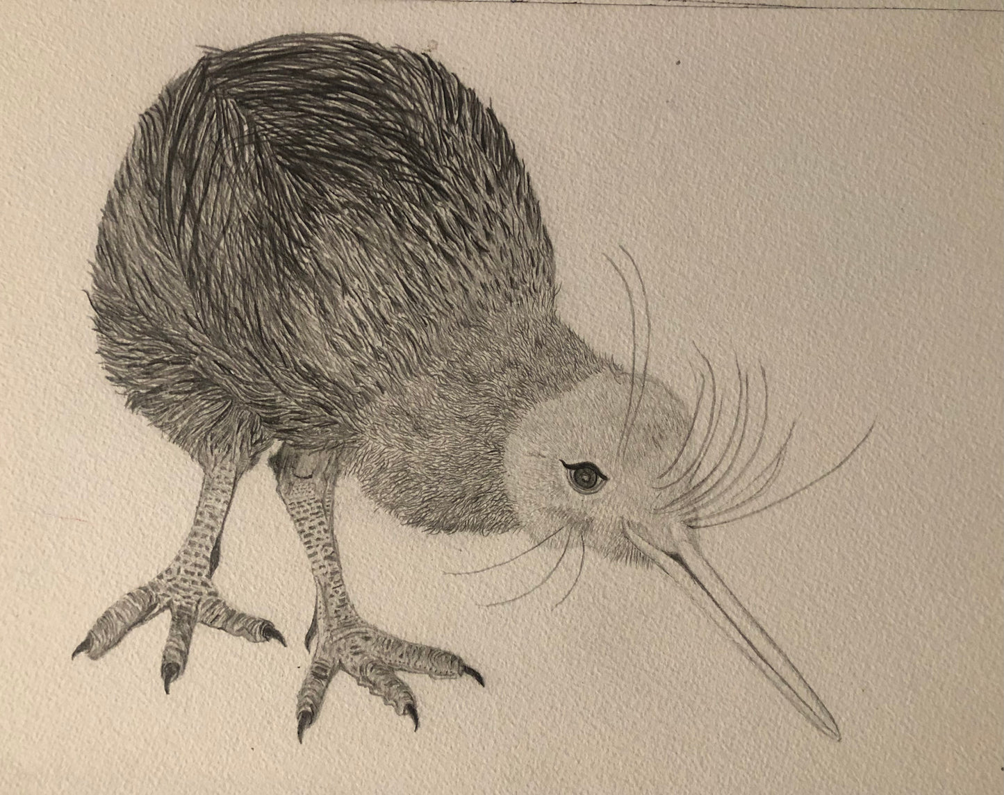 Kiwi