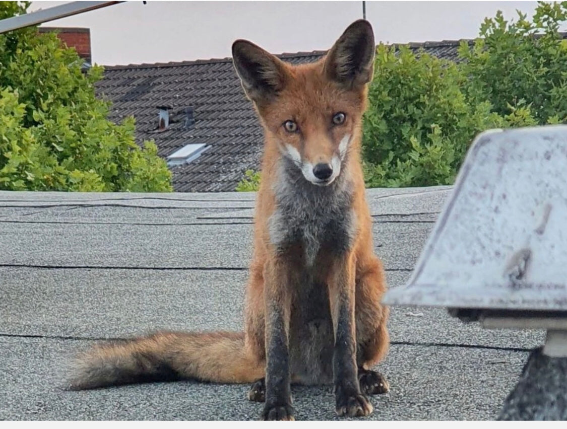 Fine Art Print City Fox - Limited Edition