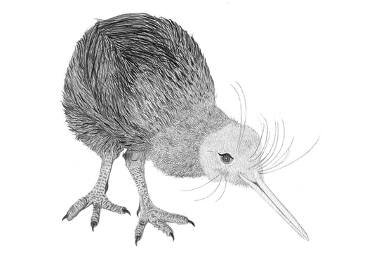 Kiwi