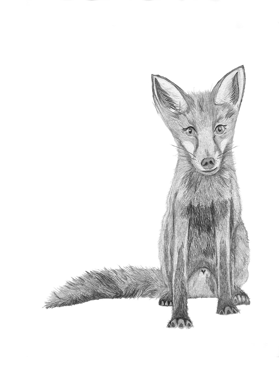 Fine Art Print City Fox - Limited Edition