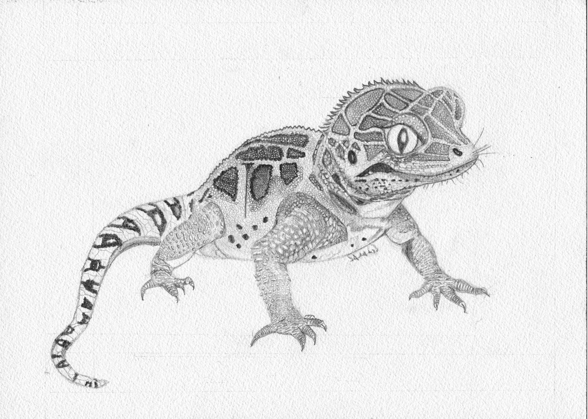 Fine Art Print Gecko by the Pool - Limited Edition